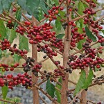 Coffee tree Coffee tree