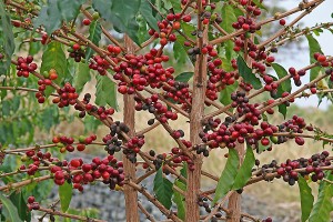 Coffee tree